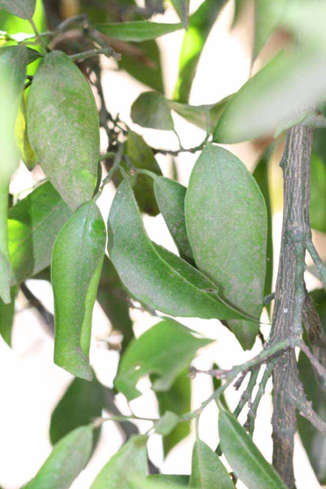              Shade leaves (Riverside, CA)       